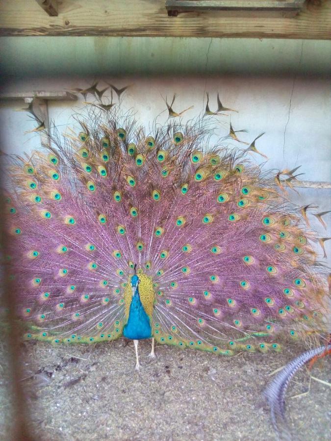 Casita Entre Vinedos, Experiencia Rural, Ideal Ninos. Tegueste Εξωτερικό φωτογραφία