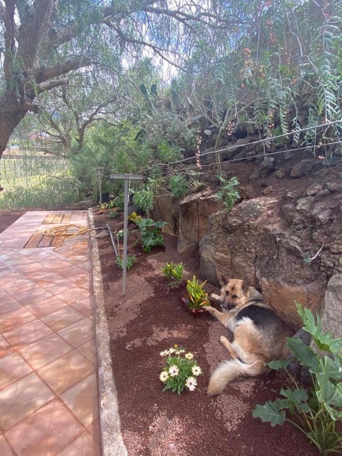Casita Entre Vinedos, Experiencia Rural, Ideal Ninos. Tegueste Εξωτερικό φωτογραφία